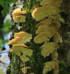 TurkeyTail-fungus-query